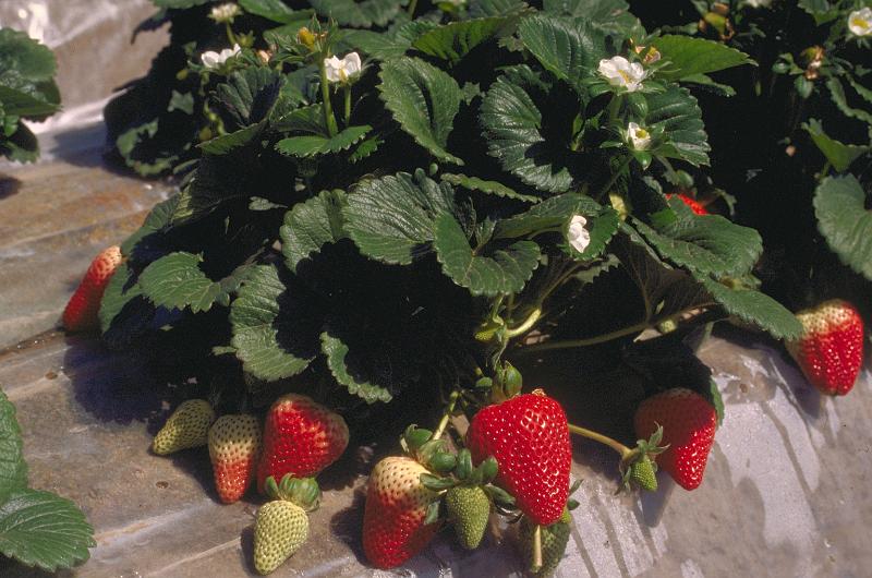 Albion Vissers aardbeiplanten BV America strawberryplants (3).JPG